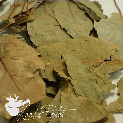 Avokado Yaprağı (paketli)